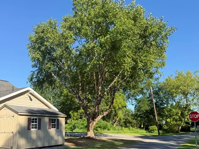 Beautiful tree after a major trimming